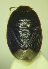 Aethus nigritus