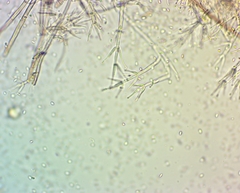 Verticillium