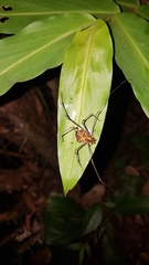 Ventrivomer ancyrophorus