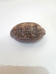 Macrocypraea zebra
