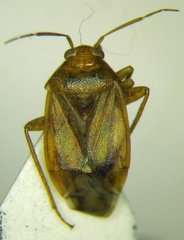Agnocoris rubicundus