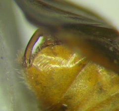 Agnocoris rubicundus