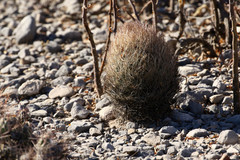 Echinomastus durangensis