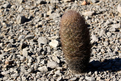 Echinomastus durangensis