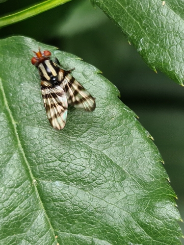 Pterotaenia fasciata photo 3