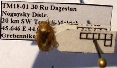 Agnocoris rubicundus