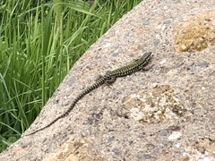 Podarcis muralis nigriventris