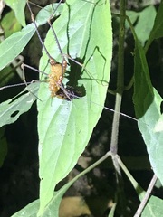 Ventrivomer ancyrophorus