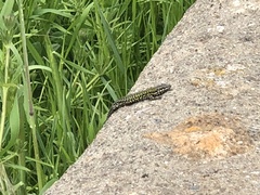 Podarcis muralis nigriventris