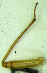 Agnocoris rubicundus