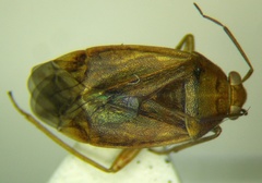 Agnocoris rubicundus