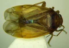 Agnocoris rubicundus