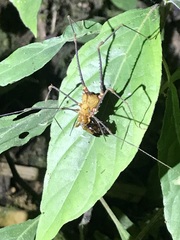 Ventrivomer ancyrophorus