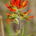 Painted-cup Paintbrush - Photo (c) Kent Miller, some rights reserved (CC BY-ND), uploaded by Kent Miller