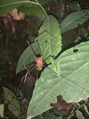 Ventrivomer ancyrophorus