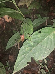 Ventrivomer ancyrophorus