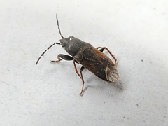 Hemiptera