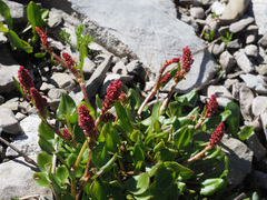 Rumex nivalis