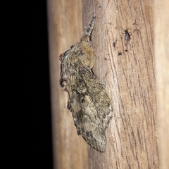 Euglyphis submarginalis