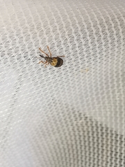 Ixapion variegatum