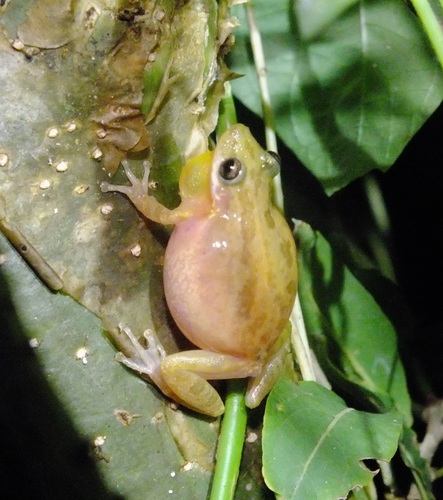 Stauffer's Tree Frog