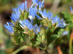 Limonium lobatum