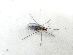 Diptera