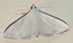 Diaphania costata