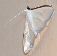 Diaphania costata