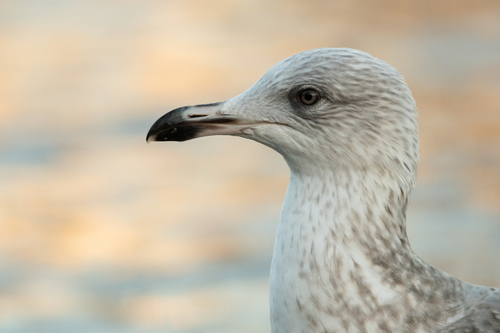 European Herring Gull, photo 6 of 9