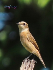 Saxicola maurus