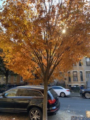 Zelkova serrata