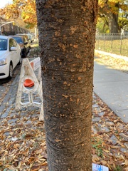 Zelkova serrata