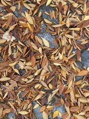 Zelkova serrata