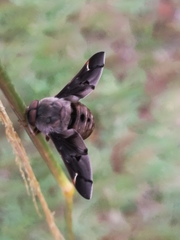 Atriadops vespertilio