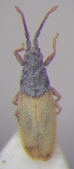 Agramma blandulum