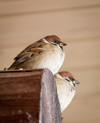 Passer montanus
