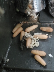 Platythyrea punctata