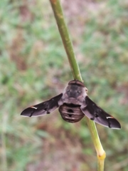 Atriadops vespertilio