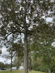 Quercus similis