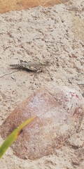 Ommexecha brunneri