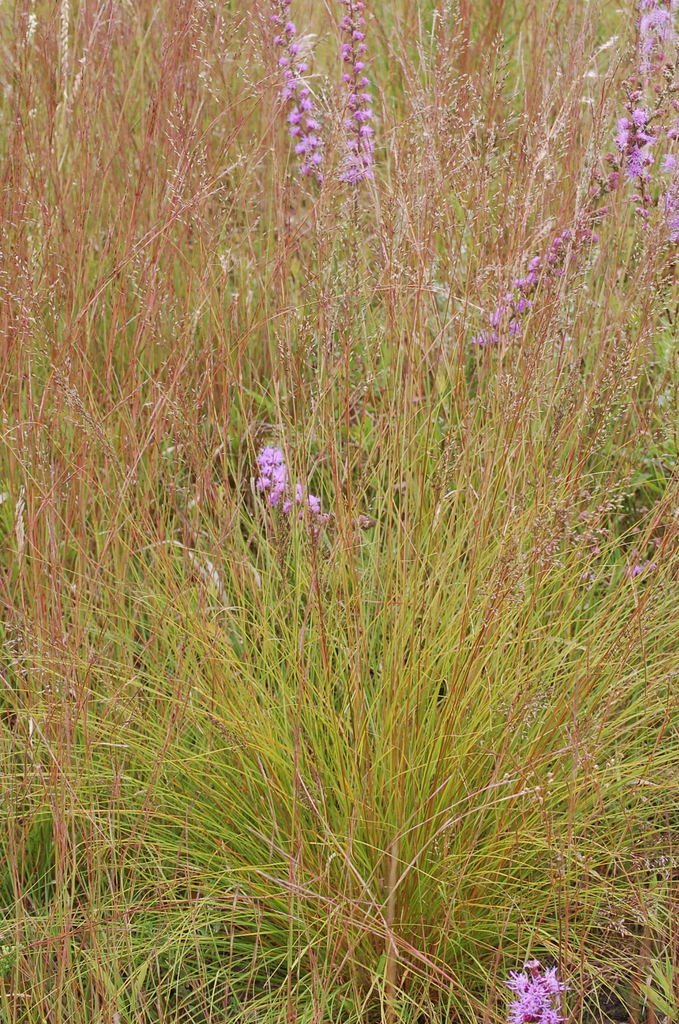 prairie dropseed (Grasses of Montana (Poaceae Family)) · iNaturalist