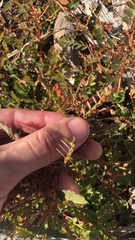 Phyllanthus urinaria