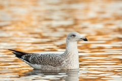 Herring Gull photo 6