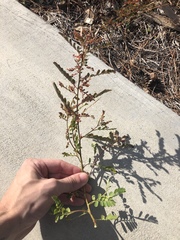 Phyllanthus urinaria