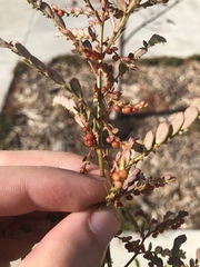 Phyllanthus urinaria