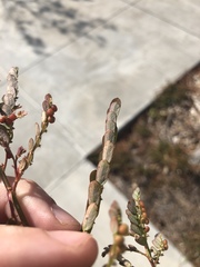 Phyllanthus urinaria