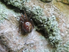 Araneae