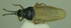 Agramma laetum