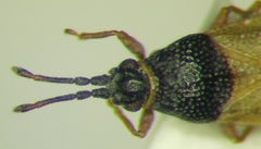 Agramma laetum